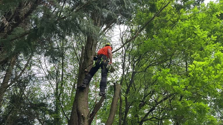 How Our Tree Care Process Works  in Bay Shore, NY